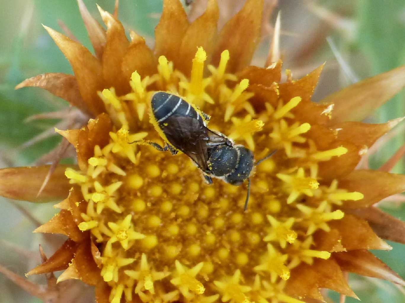 Piccola Osmia?